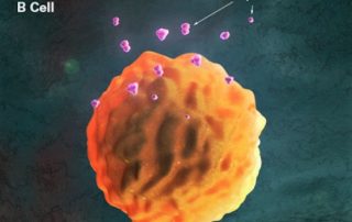 Escuela de Medicina de Harvard: nuevos hallazgos sobre la acción antiinflmatoria de la acupuntura