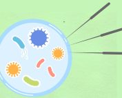 La acupuntura influye en múltiples enfermedades mediante la regulación de la microbiota intestinal